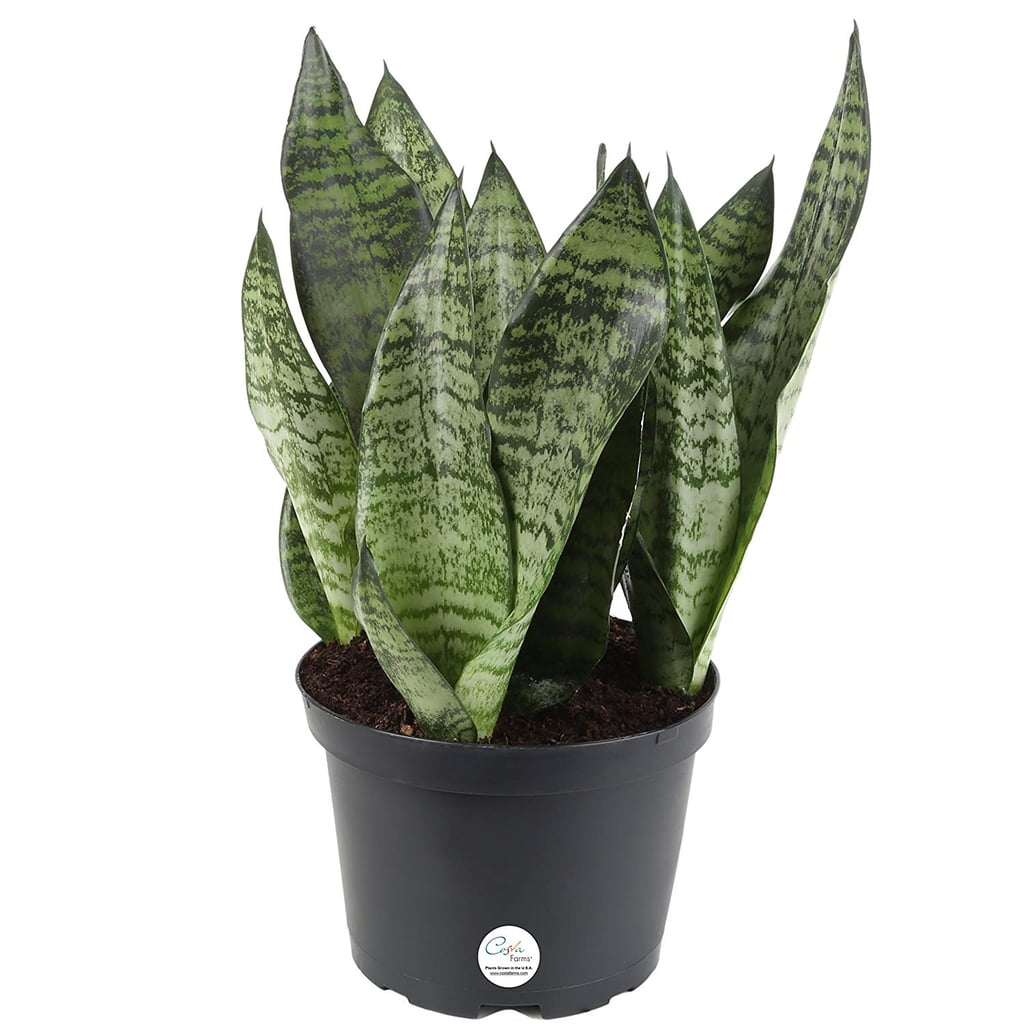 Snake Plant