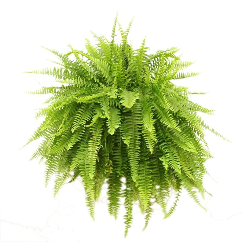 Boston Fern Hanging Plant