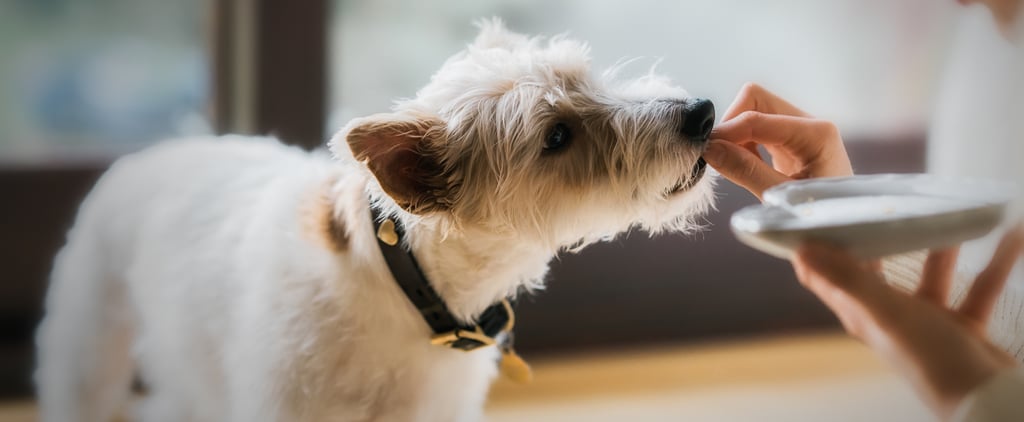Should I Feed My Dog Homemade Food?