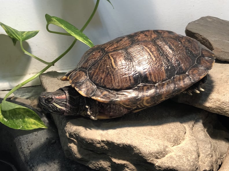 One of the Turtles at Briar Bush Nature Center