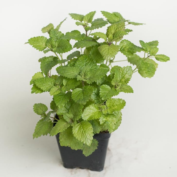 Lemon Balm Plant How to Keep Bugs Out of the Garden POPSUGAR Home