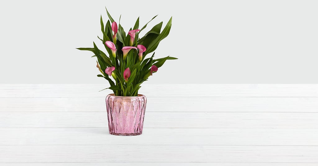 Potted Pink Calla Lily