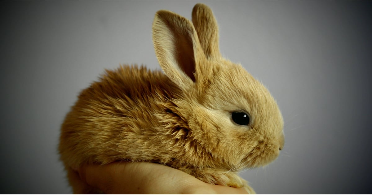 California Bans Beauty Products Tested on Animals | POPSUGAR Beauty