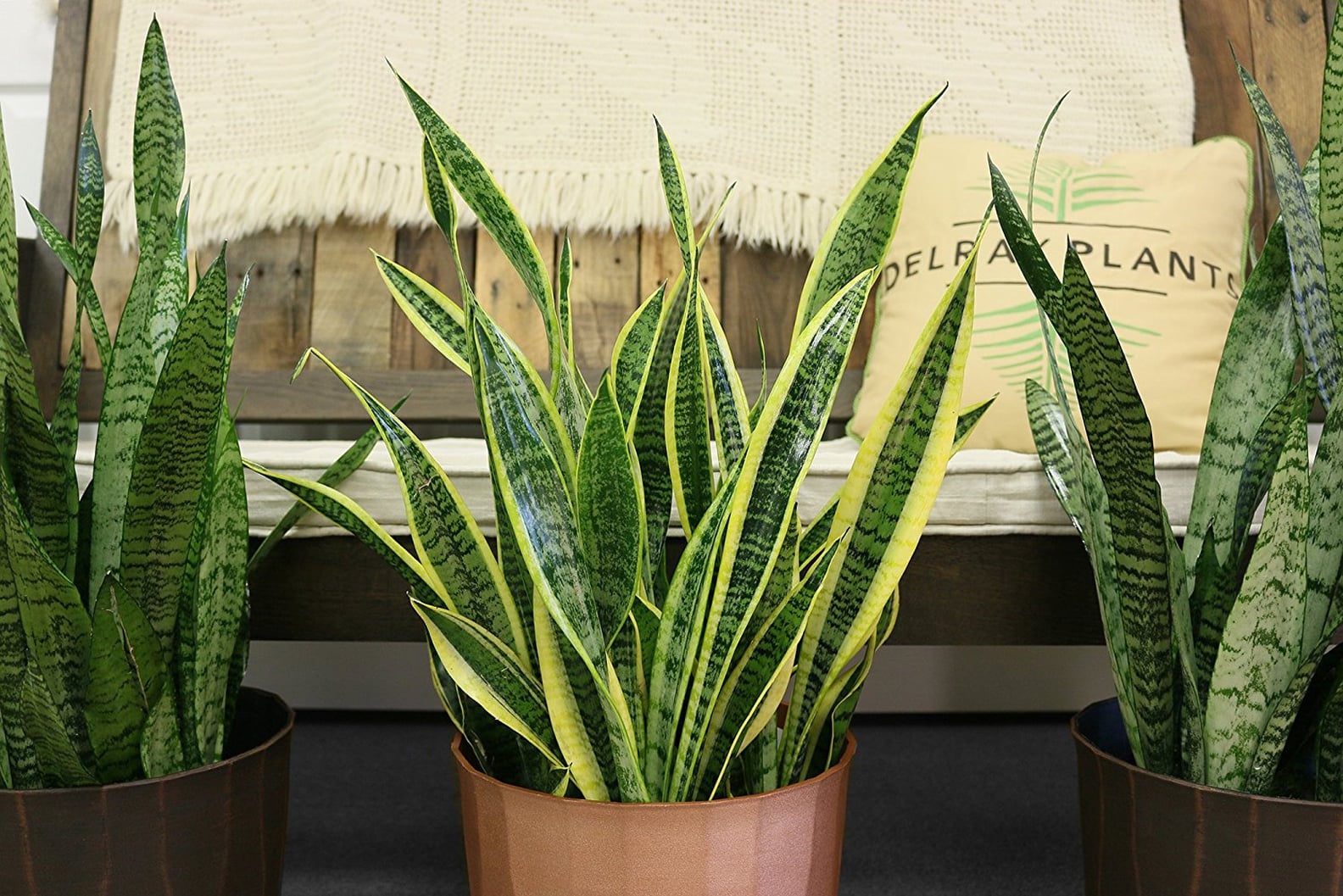 Houseplants on Amazon Prime POPSUGAR Home