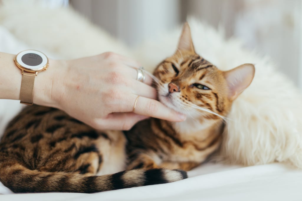 Pet a dog or cat, which instantly calms nerves and lowers blood pressure. Pet a dog or cat, which instantly calms nerves and lowers blood pressure.