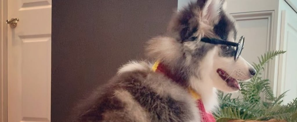 Dog Dressed as Harry Potter Riding a Roomba Vacuum | Video