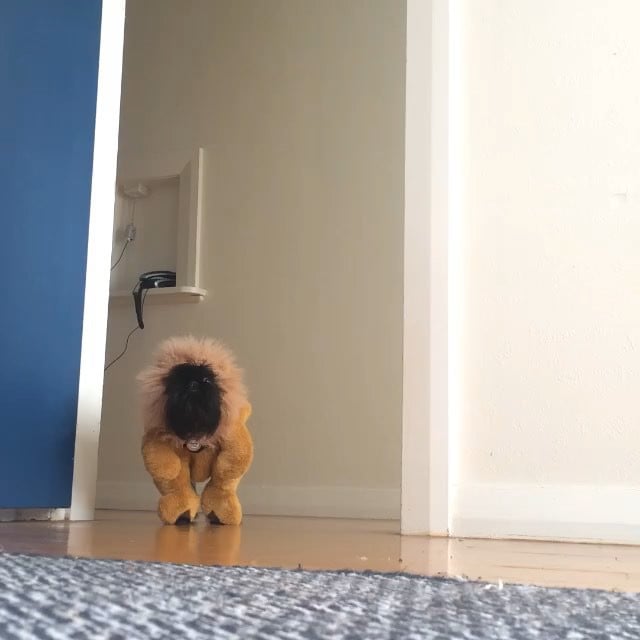Digby and Alo Shoot a Wildlife Special