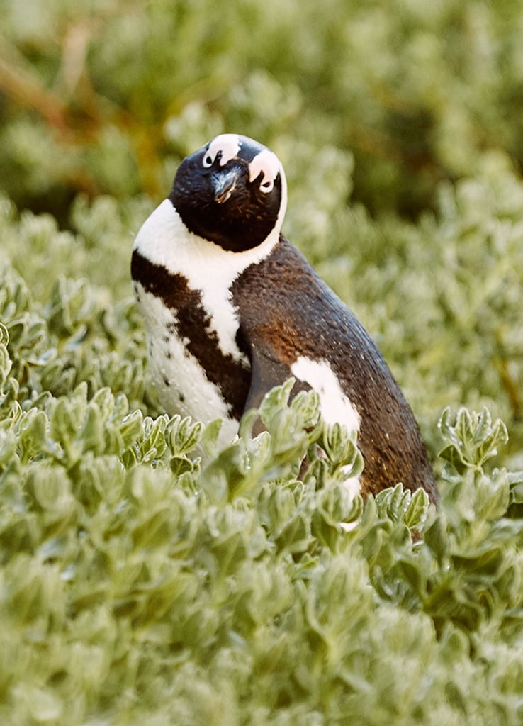Meet the Penguins