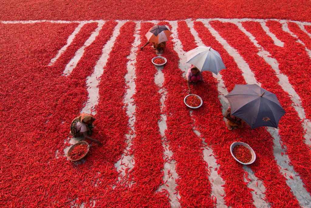 Red Chili Pepper Pickers — Travel Finalist
