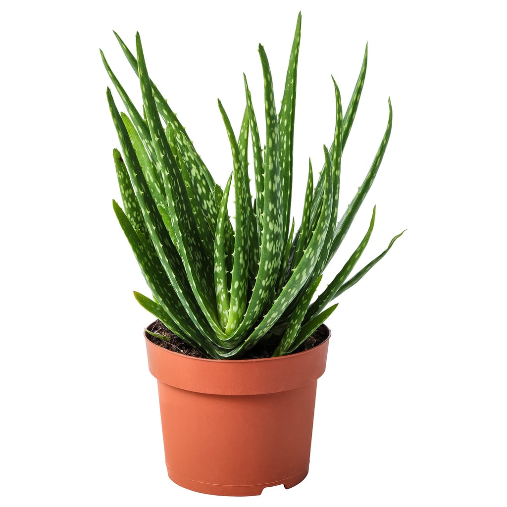 Aloe Vera Potted Plant Ikea Plants And Pots 2019 Popsugar Home