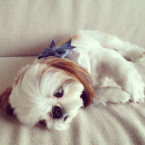 There S Actually Nothing Sweeter Than Shihtzu Chihuahua Mix Iriko Why The Smushed Face 11 Dogs On Instagram You Ll Want To Squeeze Popsugar Pets Photo 4