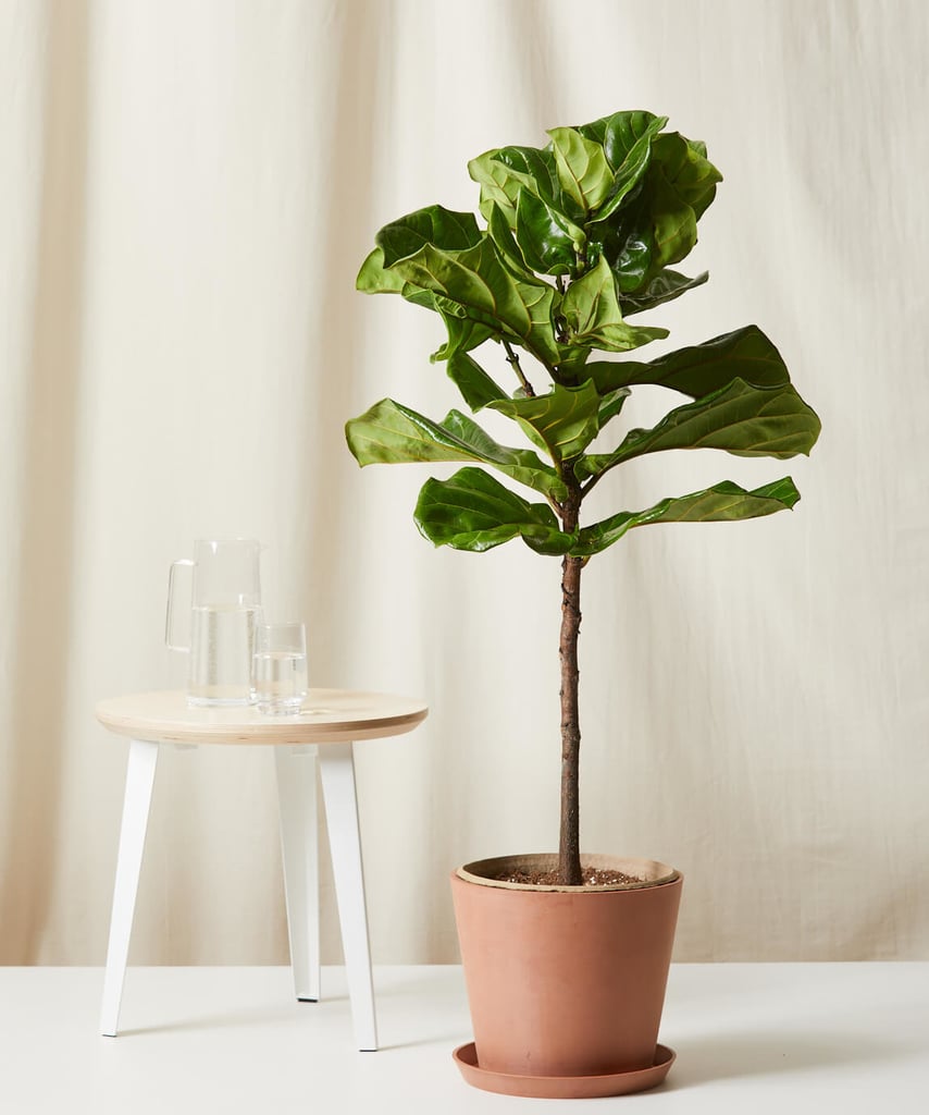 A Tall Statement: Bloomscape Potted Fiddle Leaf Fig