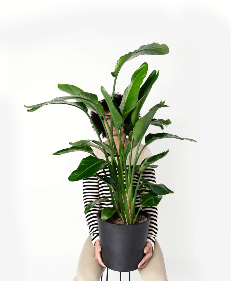 Potted Bird of Paradise Indoor Plant