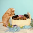 A Photographer Took Photos of Her Dachshund's Puppies, and It's Even Cuter Than Her Maternity Shoot