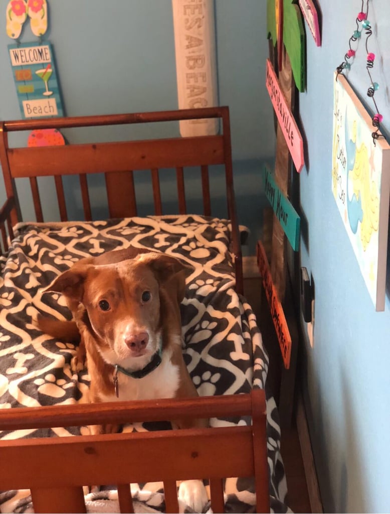 Mom Gives Rescue Dogs Their Own Beds
