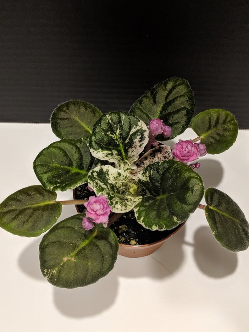 African Violet