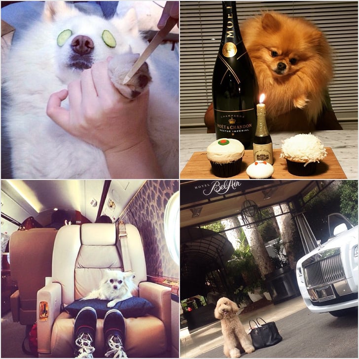 Richest Dogs on Instagram