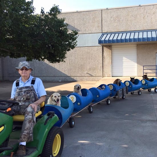 Train For Dogs