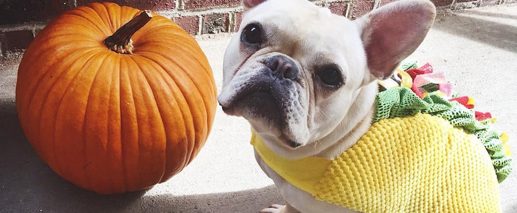 Dogs Dressed as Tacos