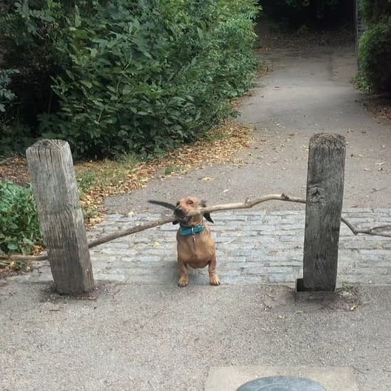 Weiner dog carrying big stick 2025