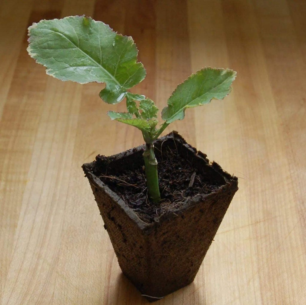 Kale