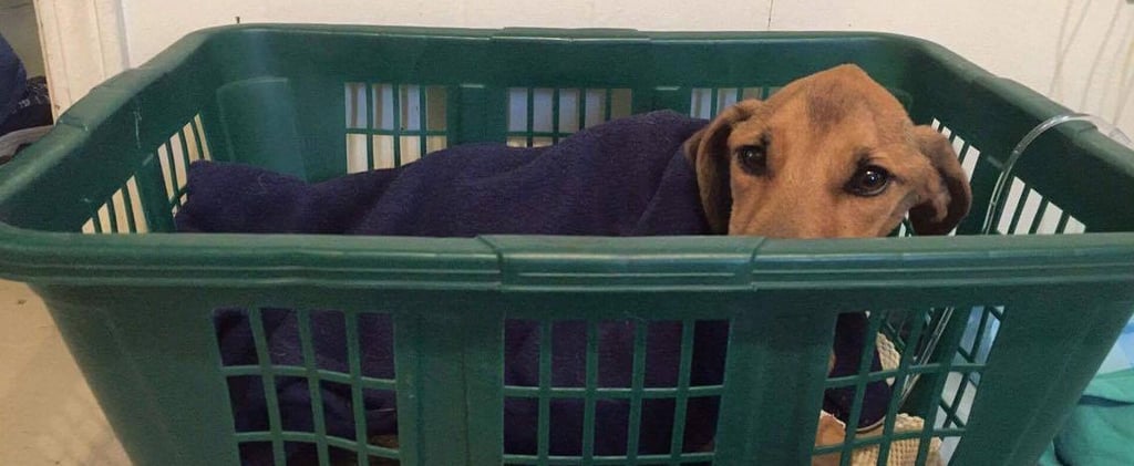 Dog Rescued From Garbage Bag