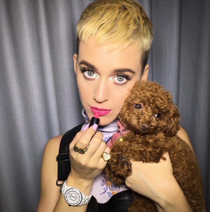 Celebrities Who Have Dogs POPSUGAR Celebrity(02)
