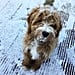 Pets in UK Snow Photos