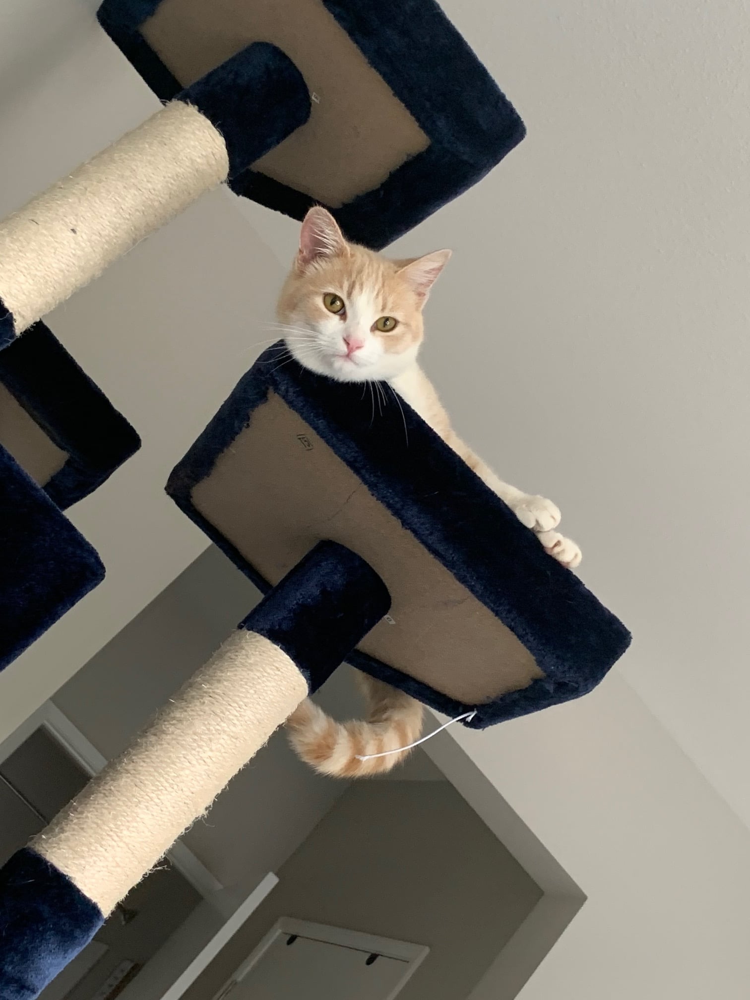 What Is It Like To Foster Kittens For The First Time Popsugar Pets