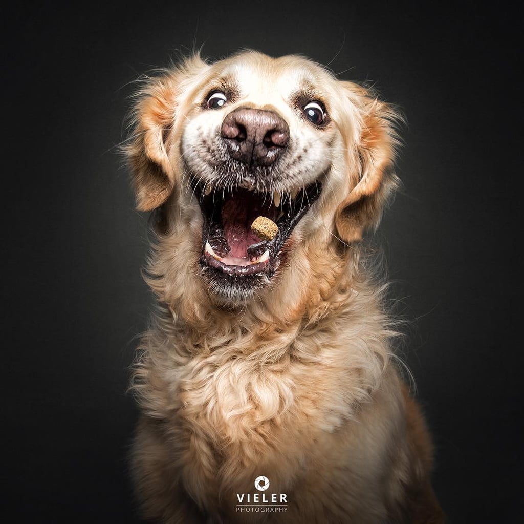 Dogs Catching Treats Photo Series