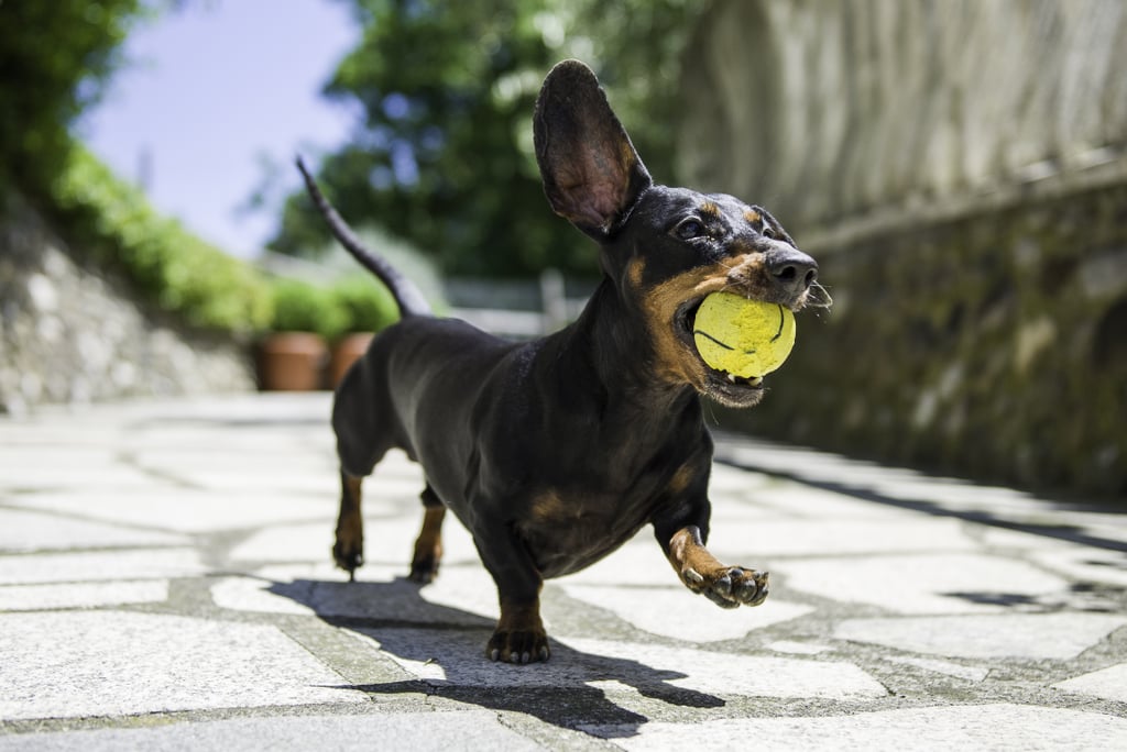 Cutest Dachshund Photos