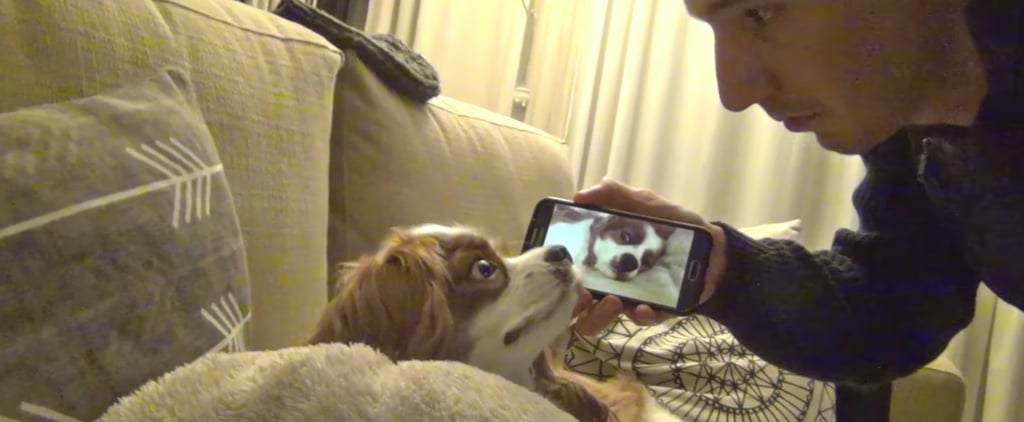 How to Stop Your Dog From Snoring Funny Video