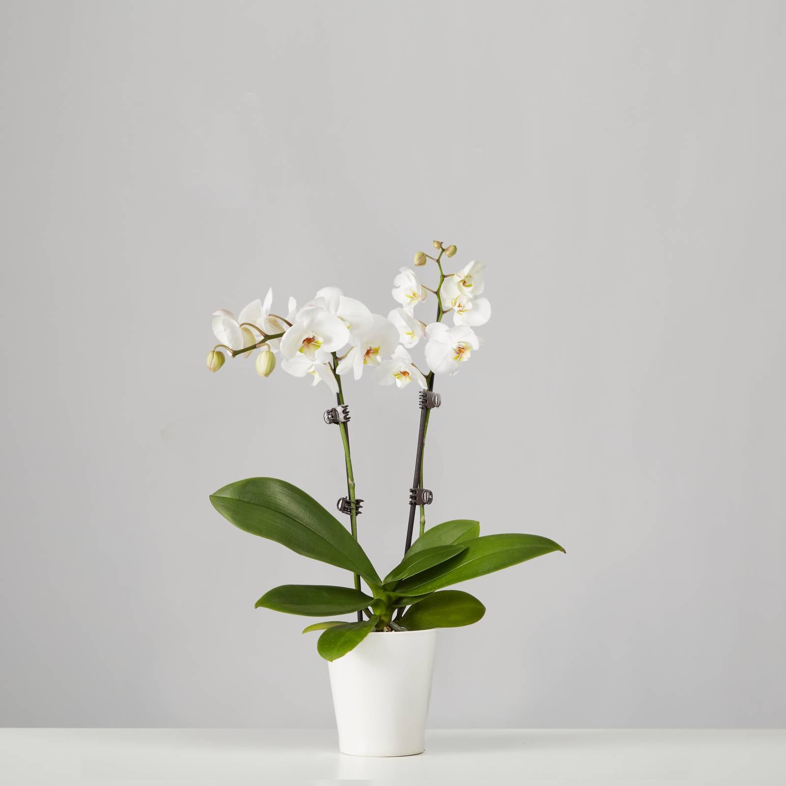 Flowering Houseplants, Shop Online, Delivered To You