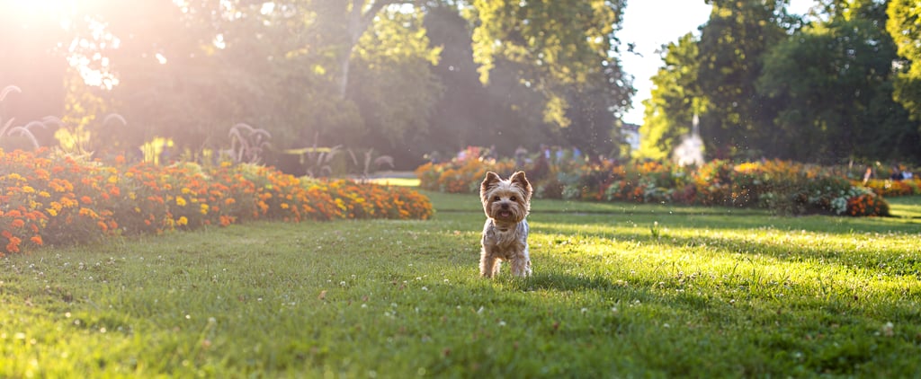 How to Keep Your Dog Out of Your Garden