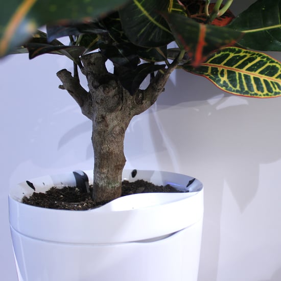 Pot That Waters Your Plants