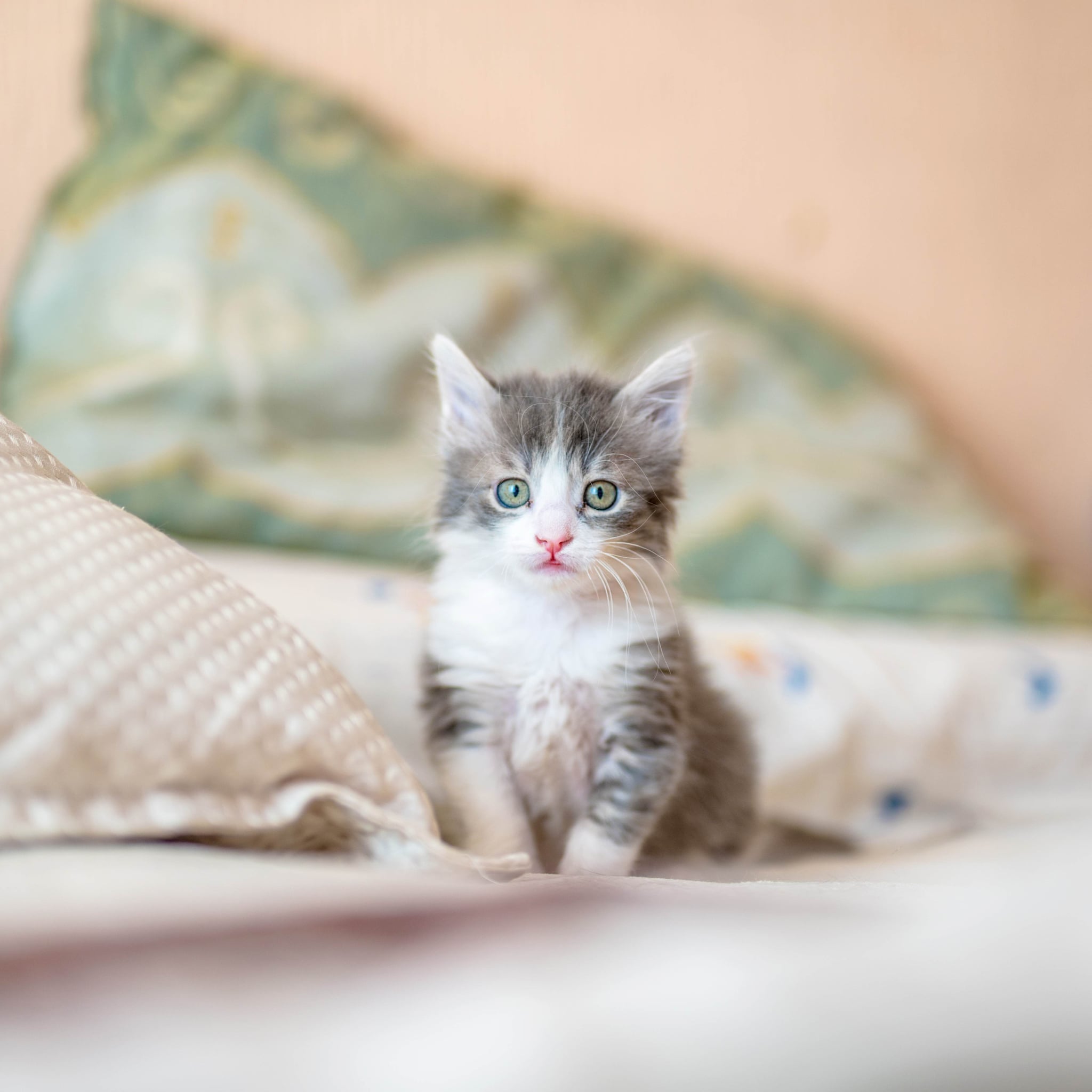 Cute Photos Of Cats And Kittens Popsugar Uk Parenting