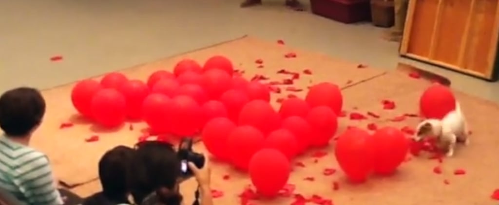 Dog Breaks Balloon-Popping World Record