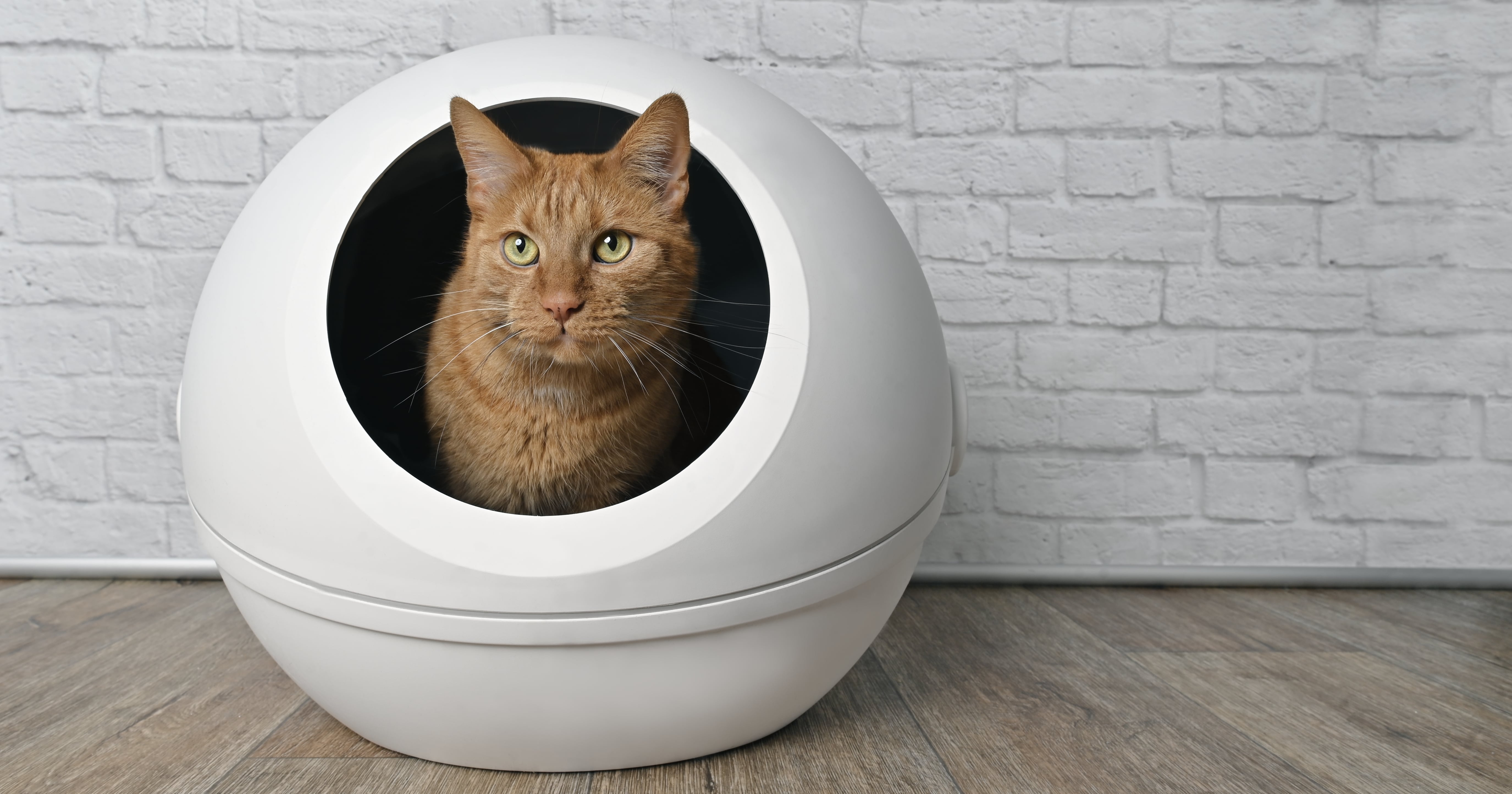 21 Self-Cleaning Cat Litter Boxes, From Semi-Automatic to Touch-Free