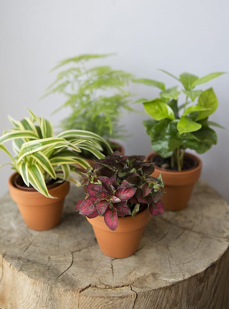 KaBloom Live Plant Collection