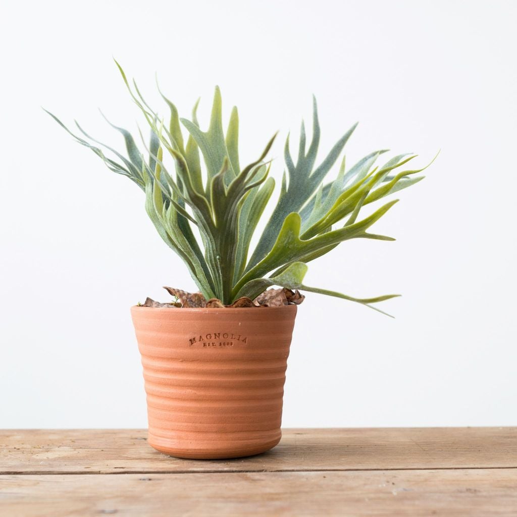 Staghorn Fern Stem