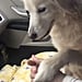 Dog Holds Hands With Foster Mom After Owner Died