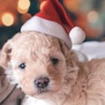 Parents, Please Don't Give Your Kids a Puppy on Christmas Morning