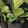 You Can Score a Mini Fiddle-Leaf Fig Plant For Just 15 Bucks at Some Costco Locations