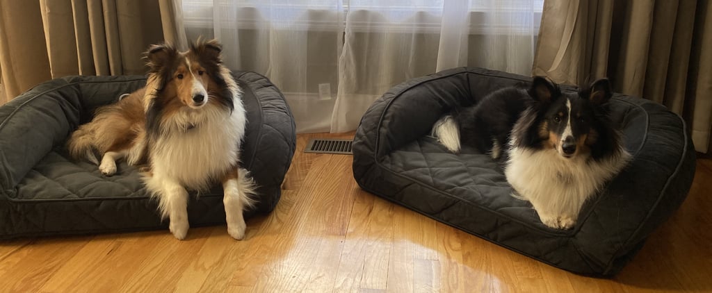 This Orvis Dog Bed Is the Only One My Puppies Like | Review