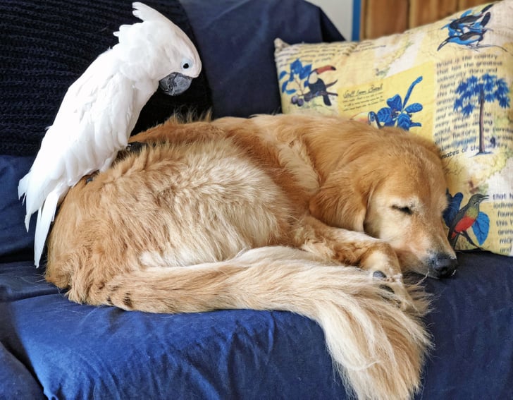 Birds | The 9 Small Pets That Are Good to Have With Dogs ...