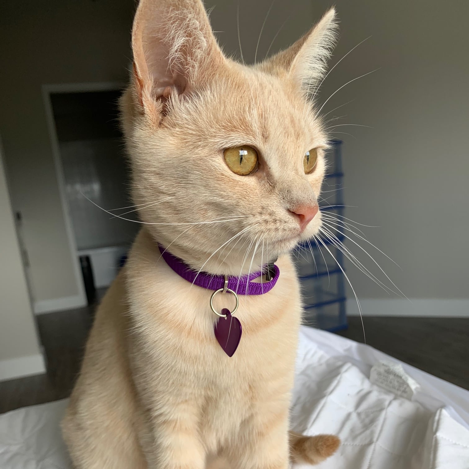 What Is It Like To Foster Kittens For The First Time Popsugar Pets