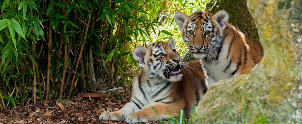 Mother Tiger Licking Baby Tiger