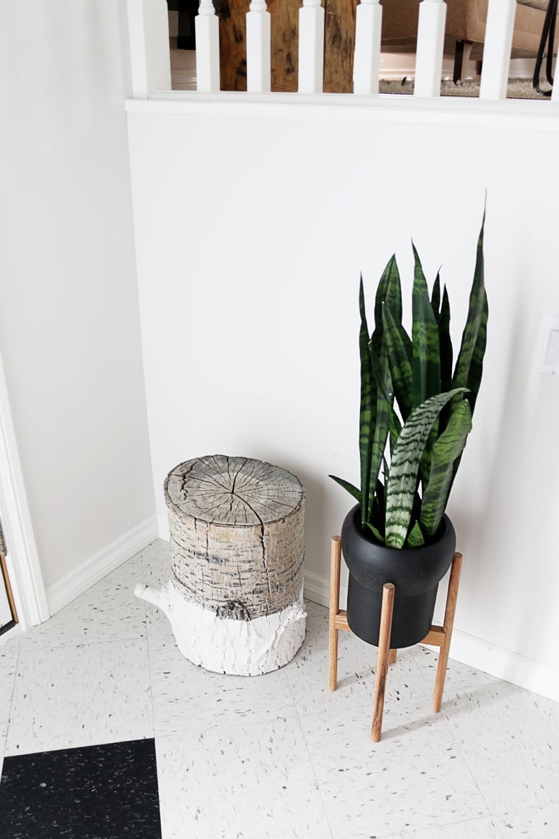 Snake Plant