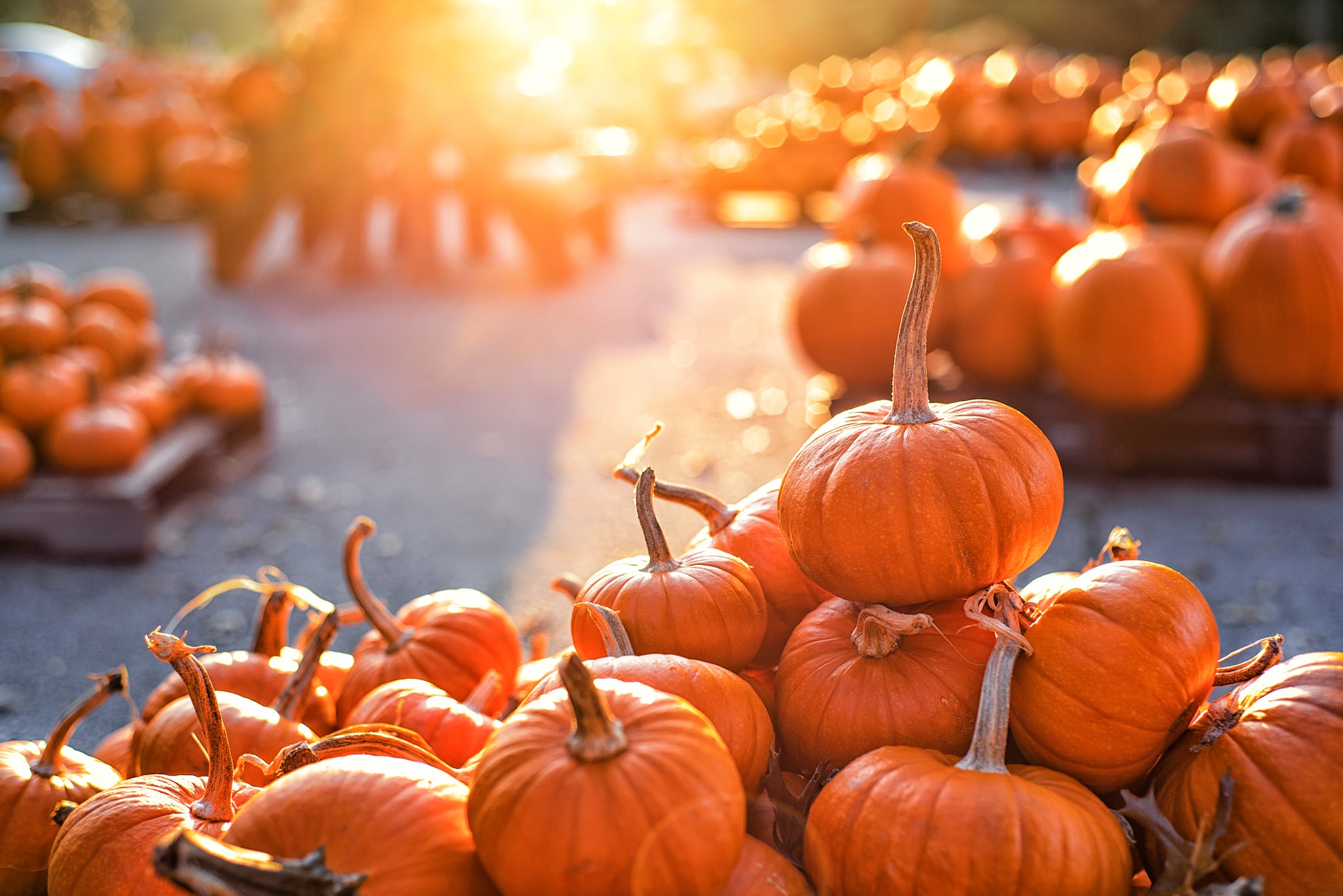 A pile of bright orange pumpkins on a pumpkin patch basking in sunlight