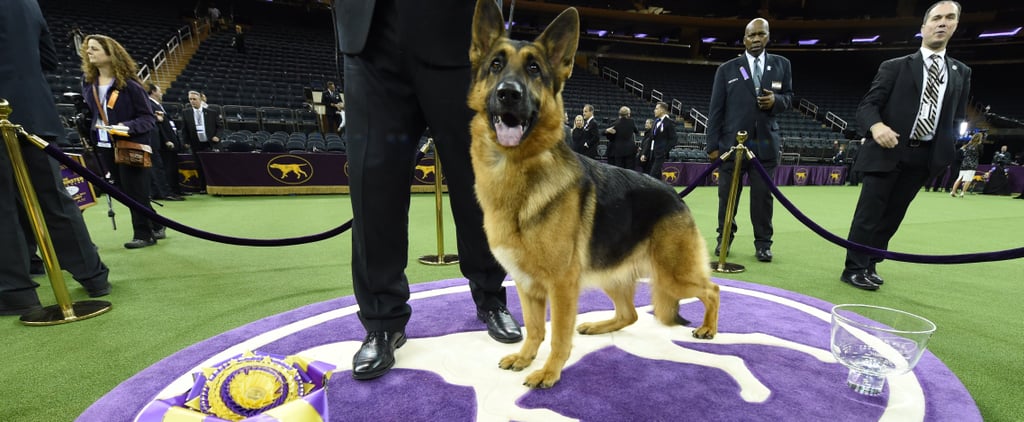 Rumor the German Shepherd Wins Best in Show at Westminster